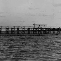 Las bogas encuentran en los malecones alimento permanente y cobertura natural. Las piedras sumergidas y los pilotes colonizados por moluscos generan un buffet constante que atrae a estos peces omnívoros.