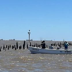 Las bogas encuentran en los malecones alimento permanente y cobertura natural. Las piedras sumergidas y los pilotes colonizados por moluscos generan un buffet constante que atrae a estos peces omnívoros.