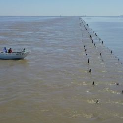 Las bogas encuentran en los malecones alimento permanente y cobertura natural. Las piedras sumergidas y los pilotes colonizados por moluscos generan un buffet constante que atrae a estos peces omnívoros.
