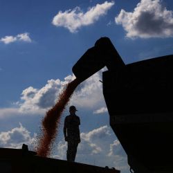 Un camión está cargado con maíz cosechado en Coxilha, estado de Rio Grande do Sul, Brasi. Foto de Silvio AVILA / AFP | Foto:AFP