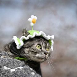 Una mujer que sostiene un gato camina por una carretera en Pekín. Foto de WANG Zhao / AFP | Foto:AFP