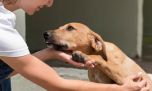 La obra social para perros y gatos ya es una realidad