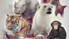 Afirman que en el planeta hay el doble de especies de vertebrados de lo que se creía