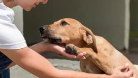La obra social para perros y gatos ya es una realidad