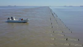 Las bogas encuentran en los malecones alimento permanente y cobertura natural. Las piedras sumergidas y los pilotes colonizados por moluscos generan un buffet constante que atrae a estos peces omnívoros.