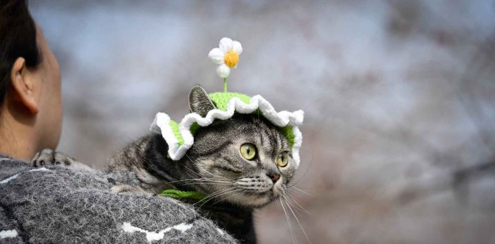 Una mujer que sostiene un gato camina por una carretera en Pekín. Foto de WANG Zhao / AFP