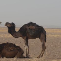 Un viaje marroquí al Gran Desierto del Sahara.