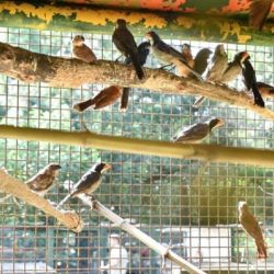 Todos los animales secuestrados fueron trasladados al Centro La Esmeralda, Santa Fe.