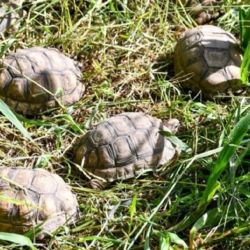 Parte de las tortugas rescatadas del comercio ilegal.