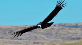 Insólita multa: piloto tuvo que pagar con 30 pares de zapatos.