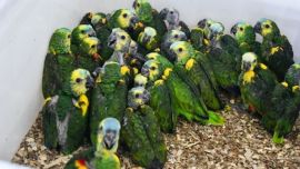 Rescataron más de un centenar de loros habladores.