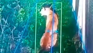 Puma en un barrio cerrado de Berazategui 04032026