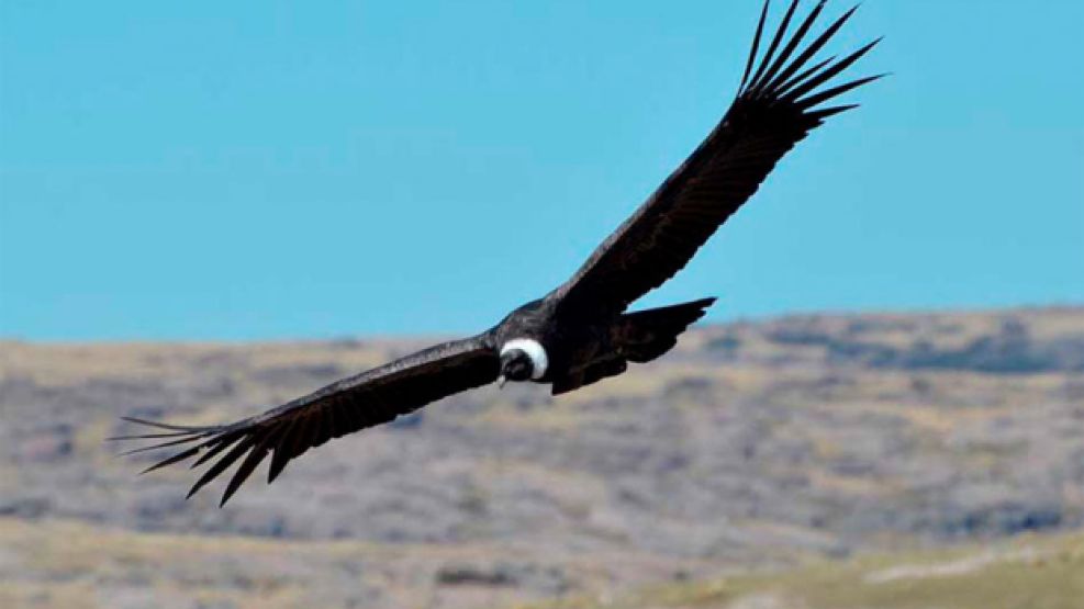 Insólita multa: piloto tuvo que pagar con 30 pares de zapatos.