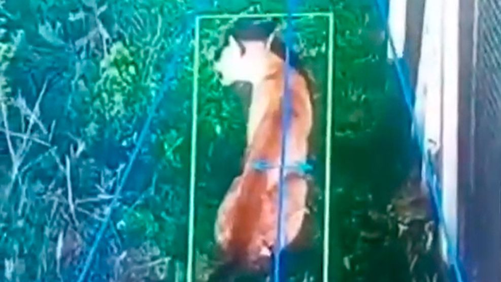 Puma en un barrio cerrado de Berazategui 04032026