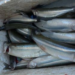 La Barrancosa combina acceso sencillo, buen entorno natural y un manejo responsable del recurso, factores que ayudan a sostener la calidad de la pesca temporada tras temporada. 