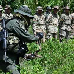 Un oficial de policía retira una serpiente de plantas de coca en un campamento de demostración en la base de Operaciones Cabañas en Chimore en Bolivia. Foto de AIZAR RALDES / AFP | Foto:AFP