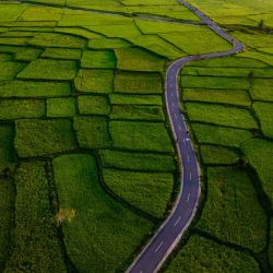 Esta foto aérea muestra a personas caminando junto a campos de arroz al amanecer en Montasik, provincia de Aceh. Foto de CHAIDEER MAHYUDDIN / AFP | Foto:AFP