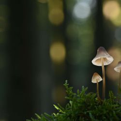 Hongos adaptógenos.