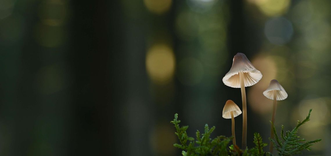 Hongos adaptógenos: el nuevo aliado del bienestar que promete equilibrio frente al estrés