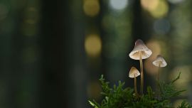 Hongos adaptógenos: el nuevo aliado del bienestar que promete equilibrio frente al estrés