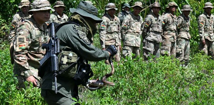 Un oficial de policía retira una serpiente de plantas de coca en un campamento de demostración en la base de Operaciones Cabañas en Chimore en Bolivia. Foto de AIZAR RALDES / AFP