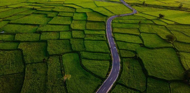 Esta foto aérea muestra a personas caminando junto a campos de arroz al amanecer en Montasik, provincia de Aceh. Foto de CHAIDEER MAHYUDDIN / AFP