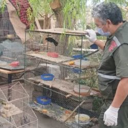 Parte de las aves rescatadas. 