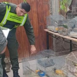 En un operativo en Rodeo, Iglesia, Ambiente rescató una importante cantidad de aves silvestres.
