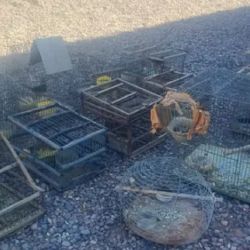 En un operativo en Caucete, Ambiente logró rescatar aves y faunas silvestres