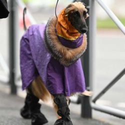 Un galgo afgano con un abrigo y botas llega el segundo día del espectáculo canino Crufts en el Centro Nacional de Exposiciones en Birmingham. Foto de Oli SCARFF / AFP | Foto:AFP