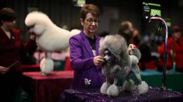 Exposición canina Crufts en el Centro Nacional de Exposiciones de Birmingham 06032026