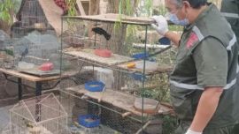 Desarticulan varias redes de tráfico ilegal de fauna silvestre en San Juan