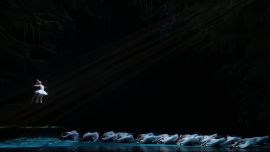 El lago de los cisnes inaugura la temporada 2026 de ballet en el Teatro Colón