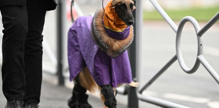 Un galgo afgano con un abrigo y botas llega el segundo día del espectáculo canino Crufts en el Centro Nacional de Exposiciones en Birmingham. Foto de Oli SCARFF / AFP