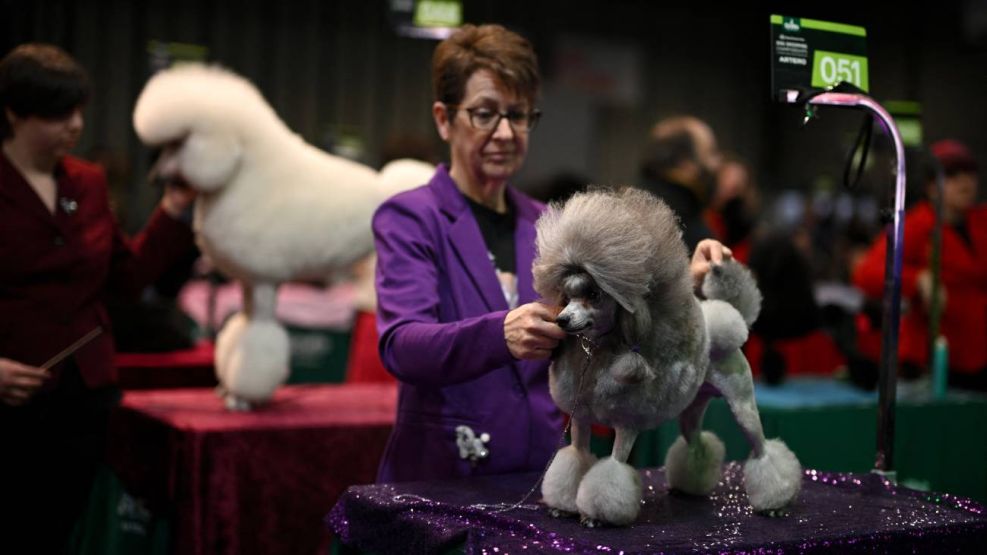 Exposición canina Crufts en el Centro Nacional de Exposiciones de Birmingham 06032026