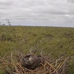 La transmisión es impulsada por investigadores del Centro para el Estudio y Conservación de las Aves Rapaces en Argentina (Cecara) y del Conicet.