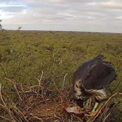 El proyecto busca acercar al público a una de las rapaces más raras de Sudamérica