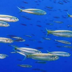 Los resultados se basan en el análisis de más de 700 000 estimaciones de cambio de biomasa de casi 34 mil poblaciones de peces entre 1993 y 2021