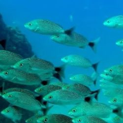 Para que la gestión pesquera sea eficaz los planes deben llevarse a cabo en todo el mundo.