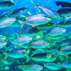 El estudio demuestra que todo depende de la zona de confort térmico en la que habita cada pez.