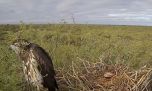Científicos argentinos transmiten en vivo desde un nido de águila coronada