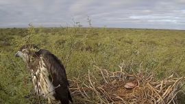 Es el primer streaming en vivo en un nido de águila coronada.