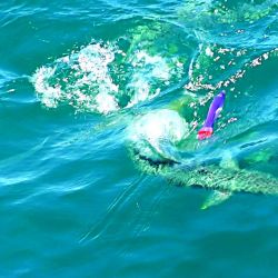 Limones en la costa de Mar del Plata.