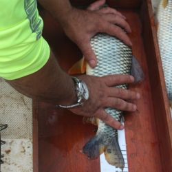 La Fiesta Nacional de la Pesca de la Boga volvió a consolidarse como uno de los eventos más convocantes del calendario de pesca deportiva en la Argentina, combinando competencia, turismo y tradición en las aguas del río Uruguay.