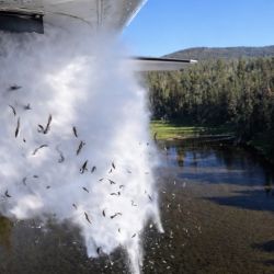 Los peces son extremadamente livianos cuando miden pocos centímetros, por lo que la resistencia del aire reduce considerablemente la velocidad de caída. En la práctica, descienden lentamente, de manera similar a una hoja seca que planea hasta tocar el agua. Gracias a esto, más del 95% de los peces sobrevive, una cifra que ha sido confirmada por los estudios realizados por los técnicos del programa.