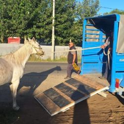 El programa aplica a todos los equinos que sean encontrados circulando sin dueño identificable dentro del ejido municipal. 
