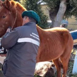 Los que quieran adoptar a los caballos rescatados de la calle deberán cumplir una serie de requisitos.