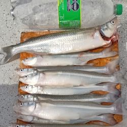 Con buenas poblaciones de pejerrey y las primeras señales positivas en el pique, estos espejos vuelven a posicionarse como dos grandes alternativas para los pescadores del centro-sudeste bonaerense.