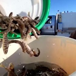 La iniciativa es impulsada por la Utah Division of Wildlife Resources, el organismo estatal encargado de la preservación de la vida silvestre.