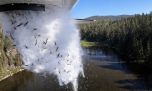 Peces que caen del cielo: cómo funciona el sistema para lanzar miles de truchas desde aviones
